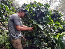 Load image into Gallery viewer, El Salvador William Lemus (Pacamara Natural)
